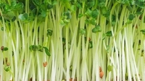 CARA NGAK BEIN HACIH SA-AT DI SANG