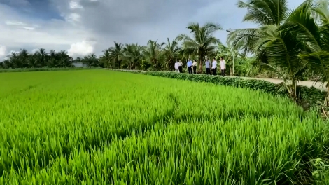 ចំណុចភ្លឺ ស្ដីពីការកសាងជនបទថ្មីនៅខេត្តកាម៉ាវ។
