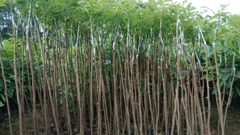 CHAY CHƯỚNG CO MÁC BÂY