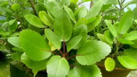 BẠI BÀI DA TỨ CO PHẦY PỒNG