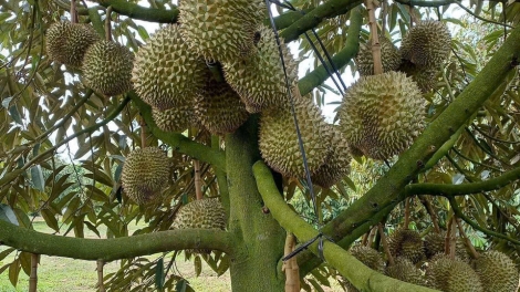 សេដ្ឋកិច្ចចម្ការជួយឲ្យប្រជាកសិករនៅខេត្តដុងថាបមានជីវភាពសុខដុមរមនា។