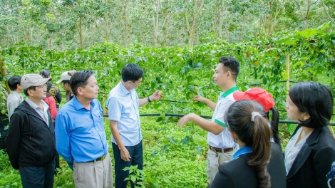 Pơđĭ kyar hơđong phun boh kruăi hrĕ - Tơlơi gêh gal phrâo kơ bruă ngă hmua Dap Kơdư