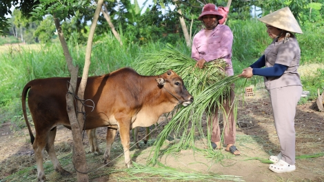 Cồng nha broă lơh dong kờl kơnrồ deh kòn (dra) ai hìu bơnhă kal ke tàm càr Gia Lai in