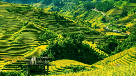 Phai paz nhây phiến