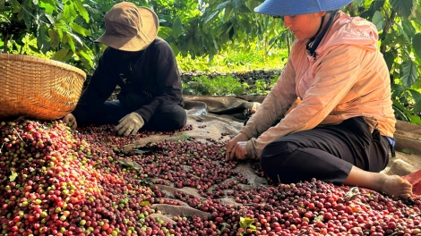 Ƀou phu ‘lơ̆ng đơ̆ng cheh phe – Tơdrong vang pơvih đơ̆ng đe drŏ kăn jang mir