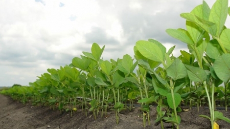 SLON PANG CHAY CHƯỚNG CO THÚA HẲNG ĐẢY ĐÂY