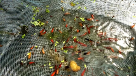 ប្រសិទ្ធភាពនៃទម្រង់ចិញ្ចឹមត្រីលម្អរបស់លោក Nguyễn Văn Đệ