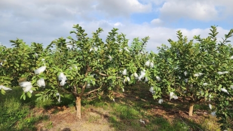 SLON PANG CHAY VẠ NGÒI CHƯỚNG CO MÁC ỘI