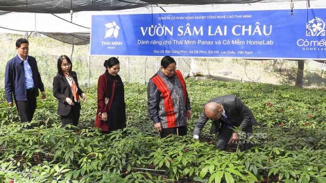 Tẩu puônz tzuống sâm Lai Châu