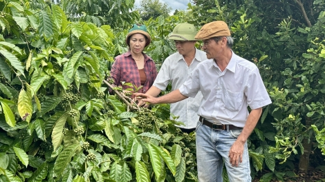 Mơhno lĕm ro 'na tơdroăng rêh ối - Hâi tơdrốu, lơ 11.10.2025