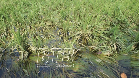 Ngon tô tênh căm thứ 3 mự 28 căm bườn 10 pì 2025- Dệt xằng vạy xảng xồm lau cò púk bồng lằng phồn nong?