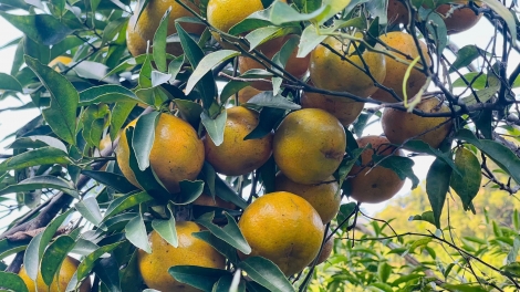 MẢU MÁC PẺN DÚ BẠCH THÔNG, THÁI NGUYÊN