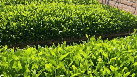 Cựu chiến binh ừu miền tzấu hiàng thzun hênz