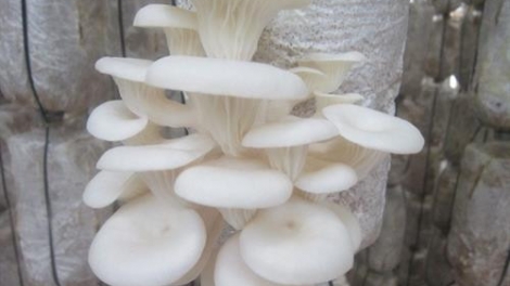 Làn hầu xanh ừu miền tzuống chiêu tzấu pút tzòi