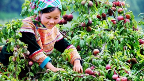 Ngon tô thứ 3 mự 11 căm bườn 11 pì 2025: Po hay me na Phiềng Khoài nho xùng ca con cò kìn mák vạy mi ngơn xủ dống