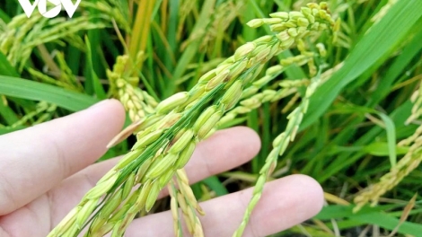 IEK PADAI HAREIK, KADHA DRAH CAPAT DI PADAI BHUM TANERAN KRAONG CUU LONG