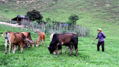 Nôngx mênhx zuôr tsuv pâuz hnuz 06-11-2025