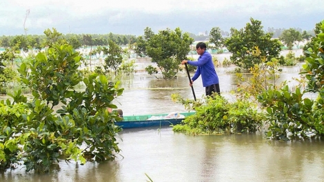 URANG NGAK BEIN DI CAN THO PACANG KHIK BEIN PHUN MBANG BAOH DAHLAU DI ANAK HAJAN PRAONG, IA NDIK