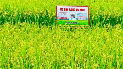 Tsaz yênhx nta suôz luk Hmôngz hmo xiêz 03-11-2025