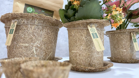 NGAK NONG PAYENG TAME BRUK PAMBAK DOM MBLANG HAMU DI GAH PEI NEGAR