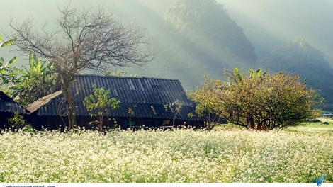Phai paz nhây phiến