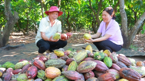 Ca cao Dak Lak rơkê tung xúa rôh ‘mâi mơnhông ƀă pêt mơjiâng