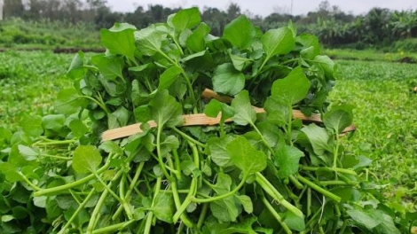 KỈ MÒN ĐÂY CÚA PHJẮC CÁT XOONG