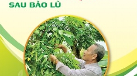 Hướng dẫn phục hồi vườn cây ăn quả sau bão lũ