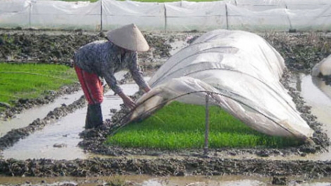 Coz tìu chaoz bùng tangz chuôngz pun cành tzuống