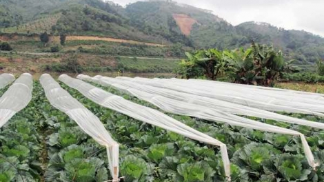 Phai paz nhây phiến 