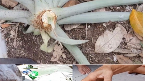 គមម្នាស់ ជាម្ហូបអាហារស្រុកស្រែដ៏ពិសេស។