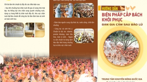 HƯỚNG DẪN BIỆN PHÁP CẤP BÁCH KHÔI PHỤC ĐÀN GIA CẦM SAU BÃO LŨ 