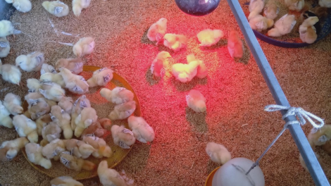 Ngon tô thứ 3 mự 25 bườn 11 pì 2025- Po hay me na cận hụ số 14