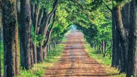 Danak dak sap Cam 13_11_2025