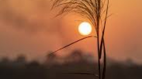 Danak dak sap Cam 24_11_2025