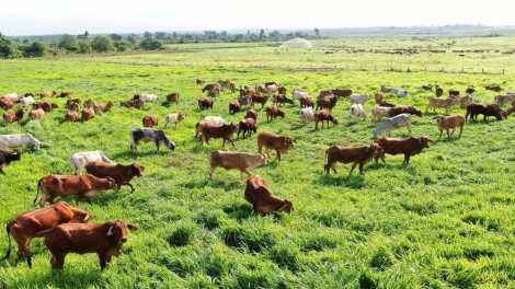 Làn cành tzuống miền bez ừu miền úi viàng sùi ngùng tzấu pút tzòi