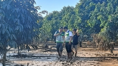Lâm Đồng djru neh wa bong glăi đang sầu riêng tơdơi kơ hơjan ia dăo ngă