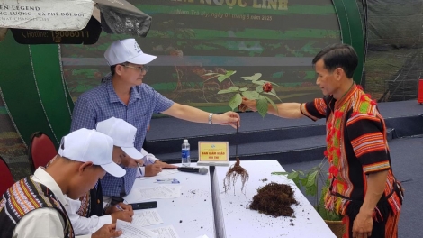 THÀNH PHỐ ĐÀ NẴNG: BHLÊH LƠI RAU K’ĐHAP, ĐƠƠNG SÂM NGỌC LINH TƯỚC ZẬP OOY