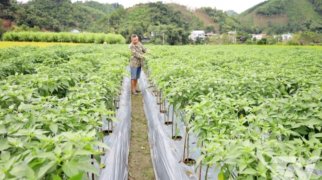 CÁP CĂN HẾT KIN ĐÂY PANG HẨƯ PỈ NOỌNG DÂN TỘC NỌI CẦN MÌ THEM NGẦN CHÈN
