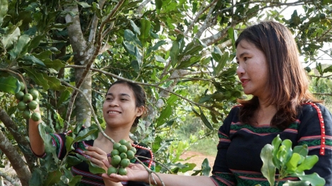 Gay tơm mắc ca hun hao nâp nâl tâm Tây Nguyên