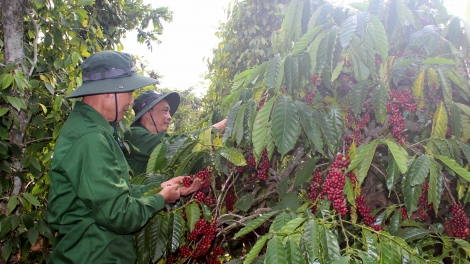 Túa hbrâ mơdât oâ, pơreăng krá ton tung pêi pêt mơjiâng kơphế hưh cơ