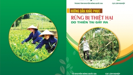 HƯỚNG DẪN KHẮC PHỤC RỪNG BỊ THIỆT HẠI DO THIÊN TAI GÂY RA