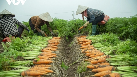 HẢI PHÒNG: KHUYẾN NÔNG PẠNG TẨƯ PANG CHỎI PỈ NOỌNG HẾT RẨY NÀ CHĂN ĐÂY