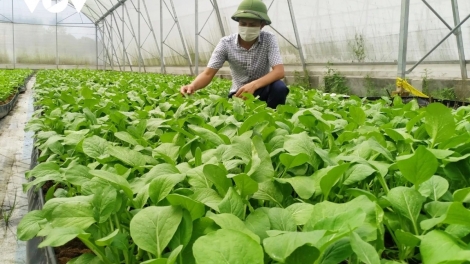 QUẢNG NINH TẢY NẢI SLE FẤN CHÈN TỨ ĐĂM CHAY PĂN LẦNG HÉC TA NÂNG ĐẢY 150 TRIỆU MƯN