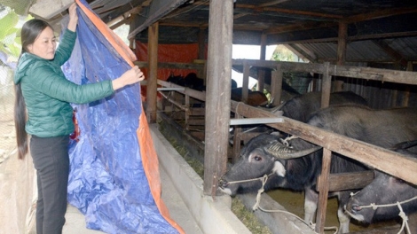 Cấu quàn tào xanh thóng lùng chuôngz