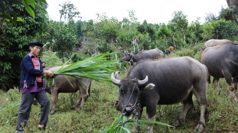 Chà tình ìu miền tzấu nhản hênz