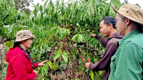 Hơnăp jang Pơtrŭt choh jang sa lơ̆m pơjing tơring tơmam kơjăp tơ̆ Tây Nguyên