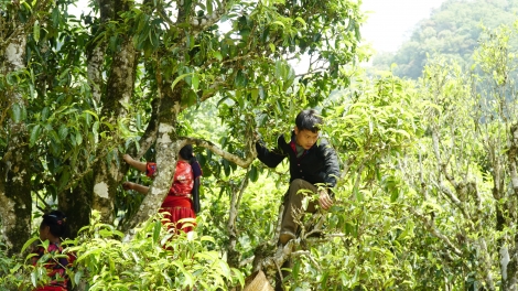 Tsaz yênhx nta suôz luk Hmôngz hmo 26-11-2025