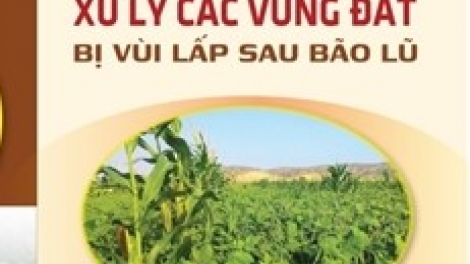 Hướng dẫn xử lý các vùng đất bị vùi lấp sau bão, lũ