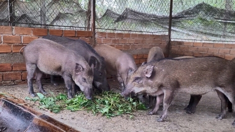 ការផ្តល់ជីវភាពតាមរយៈការបង្កាត់ពូជជ្រូក៖វិធីសាស្រ្តដ៏មានប្រសិទ្ធភាព មួយនៅក្នុងឃុំវិញភឿក ខេត្តកាម៉ៅ។